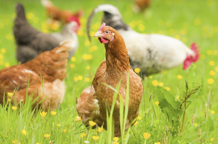 Free range organic chickens in springtime