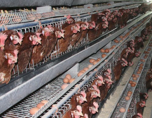 battery-hens-in-cages