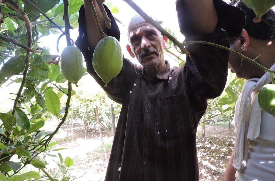 Jewish merchants come from around the world to buy from etrog growers like Mohammed Douch, whose farm is 85km inland from Agadir. (Ben Sales)