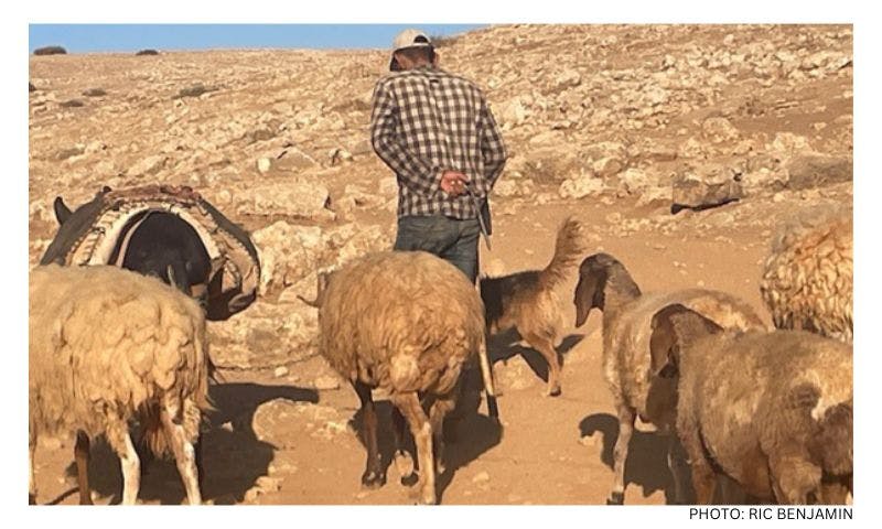 Making a difference in the Palestinian territories, one flock at a time