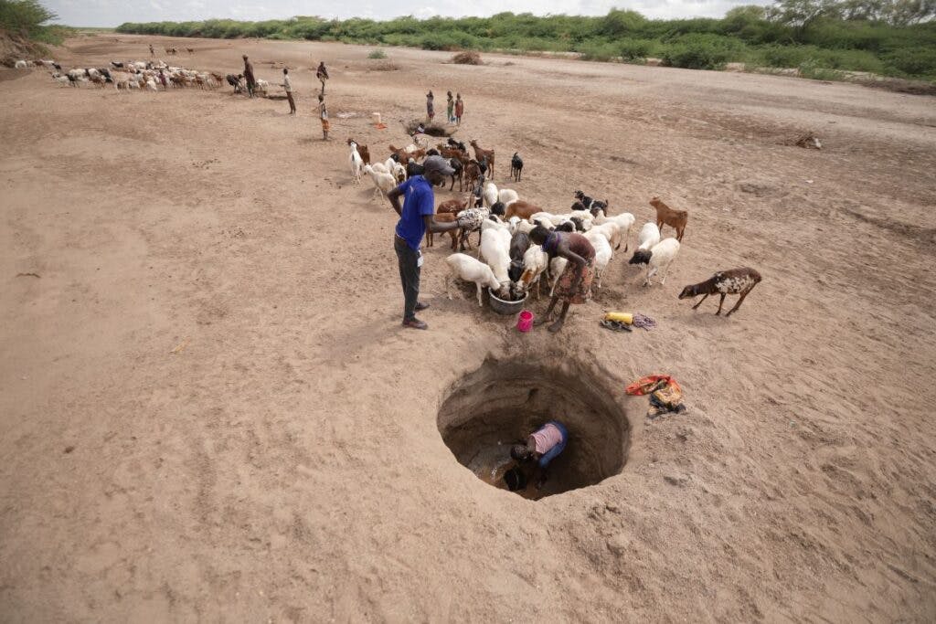 A child collects water as people and livestock queue in Turkana County, Kenya (Lameck Ododo, IsraAid)